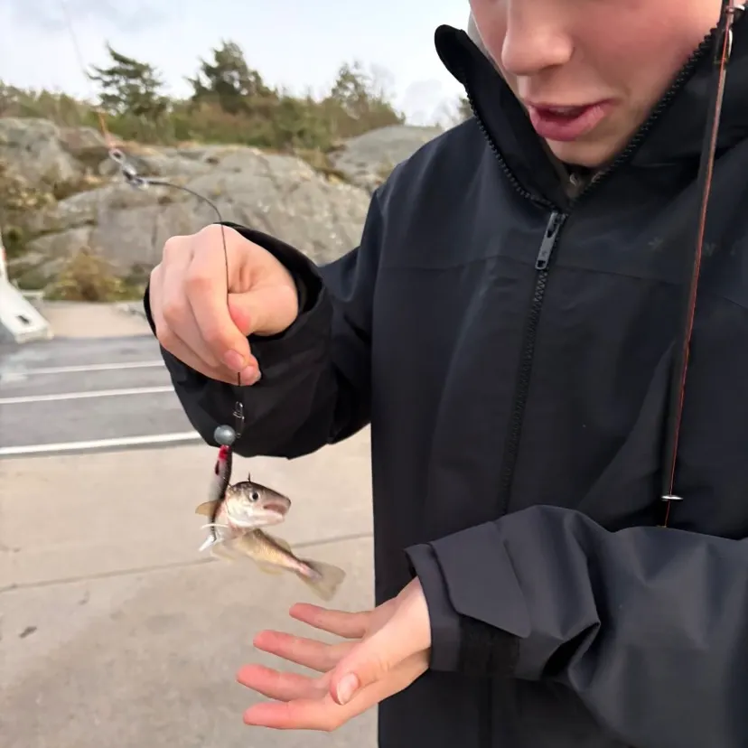Whiting caught on Fishbrain