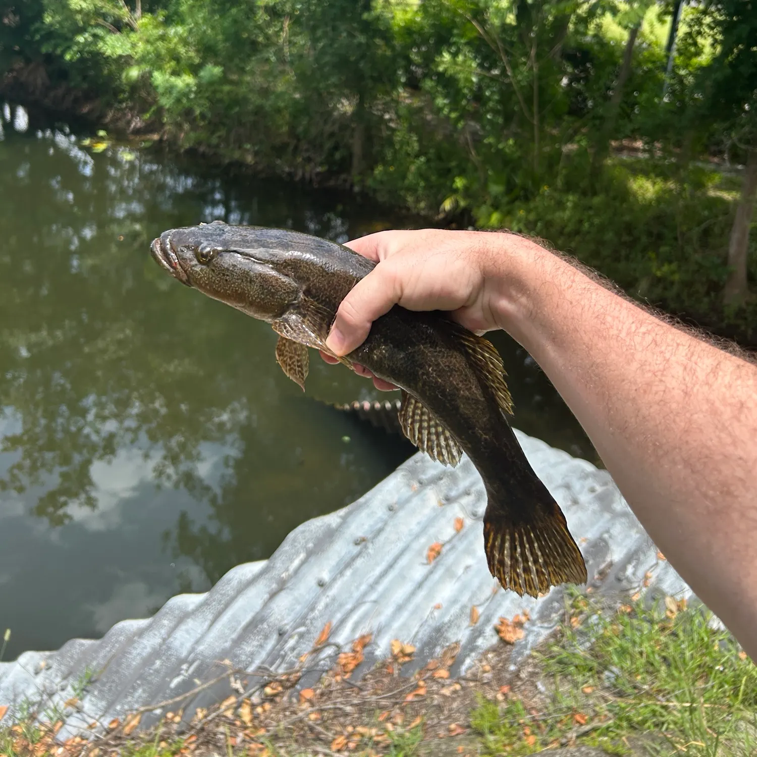 The most recent Bigmouth sleeper catches on Fishbrain