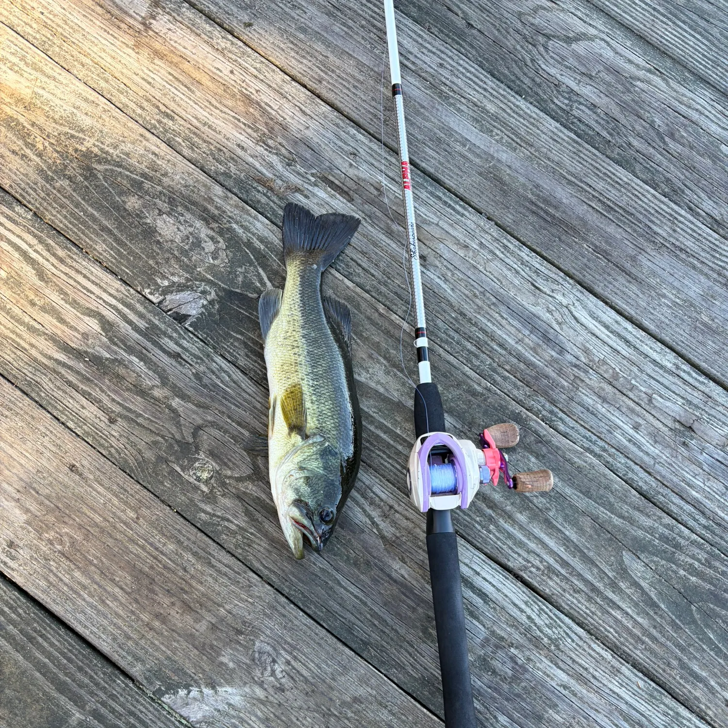 Largemouth bass caught on Fishbrain