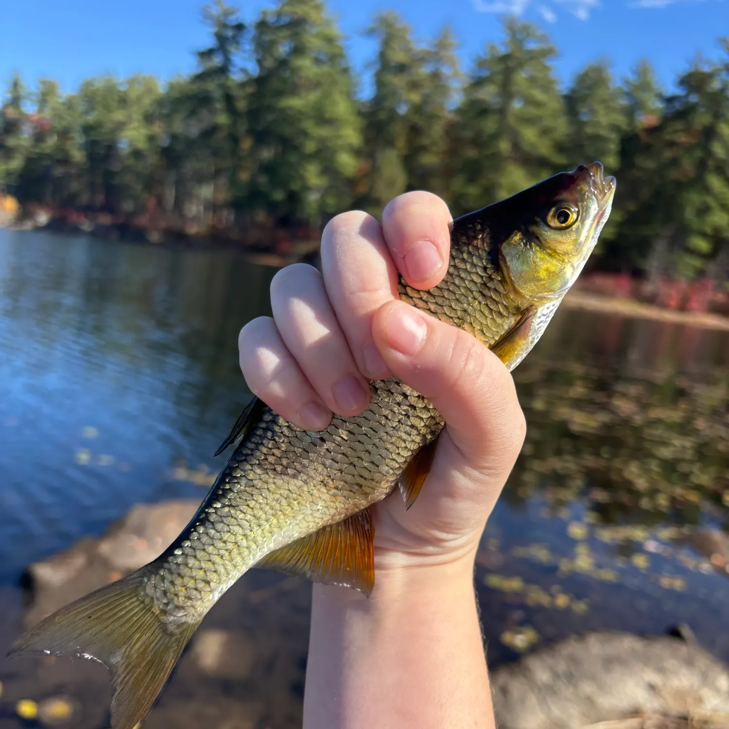 Golden shiner caught on Fishbrain
