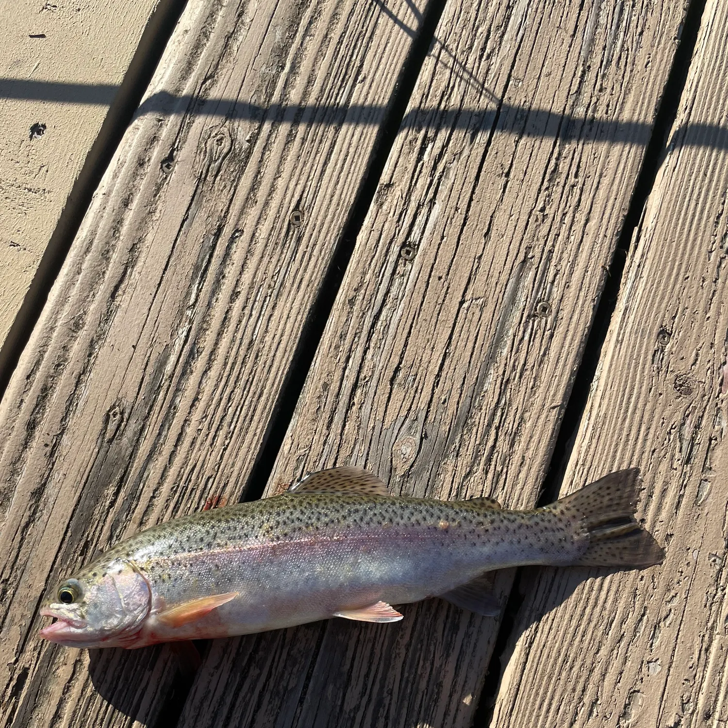 Rainbow trout caught on Fishbrain