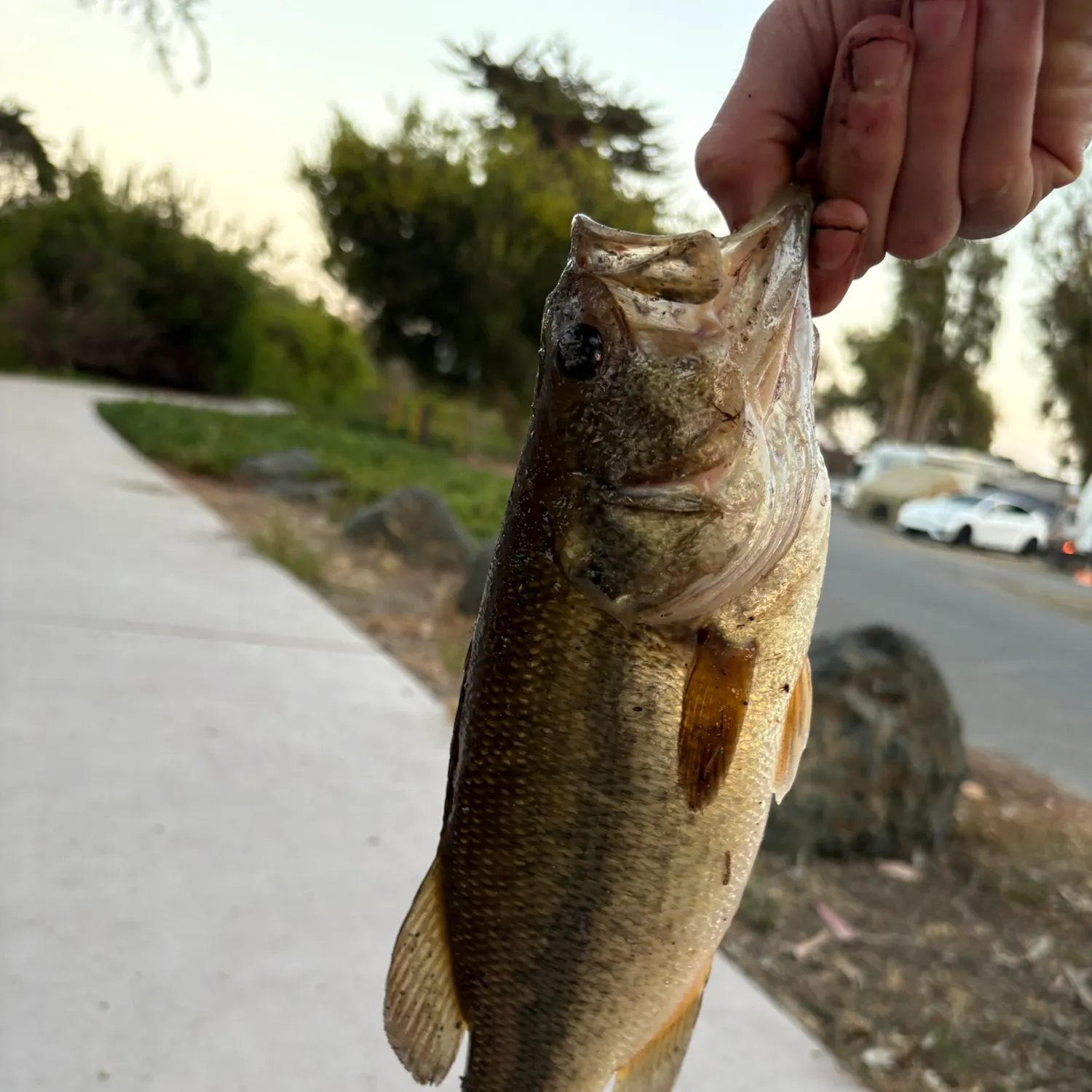catch