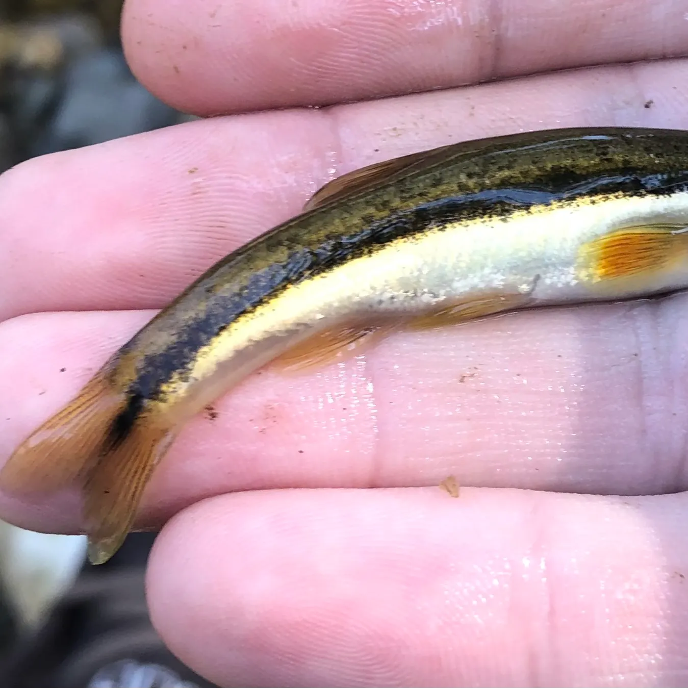 The most recent Eastern blacknose dace catches on Fishbrain