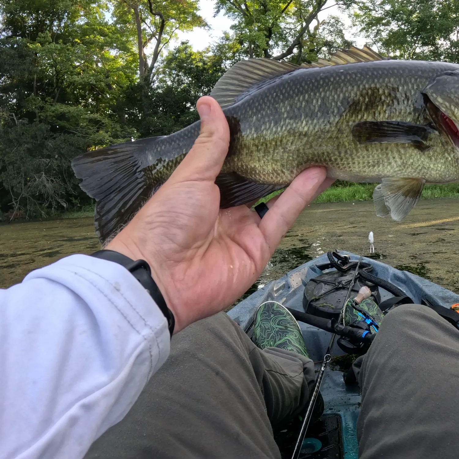 Largemouth bass caught on Fishbrain