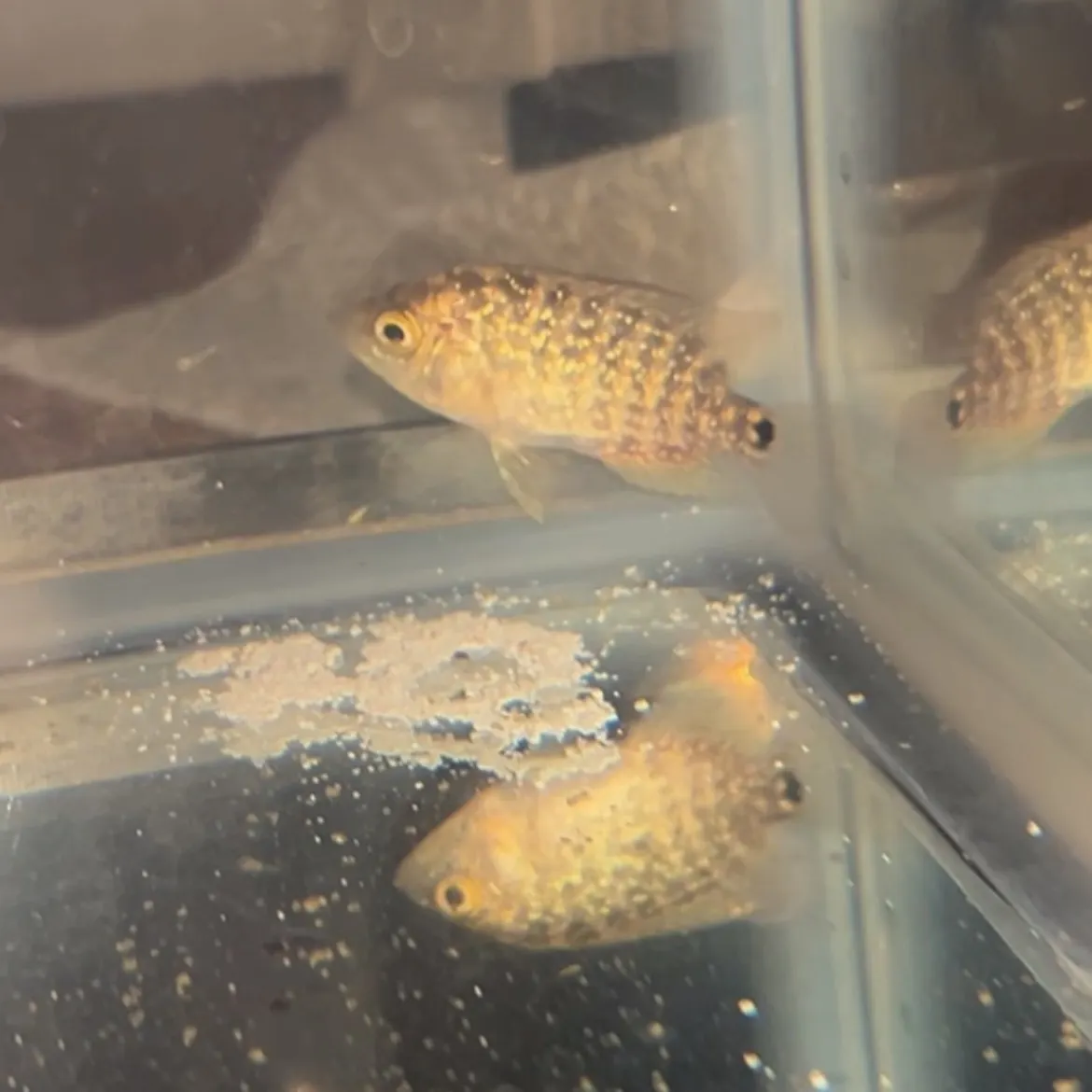 The most recent Midas cichlid catches on Fishbrain