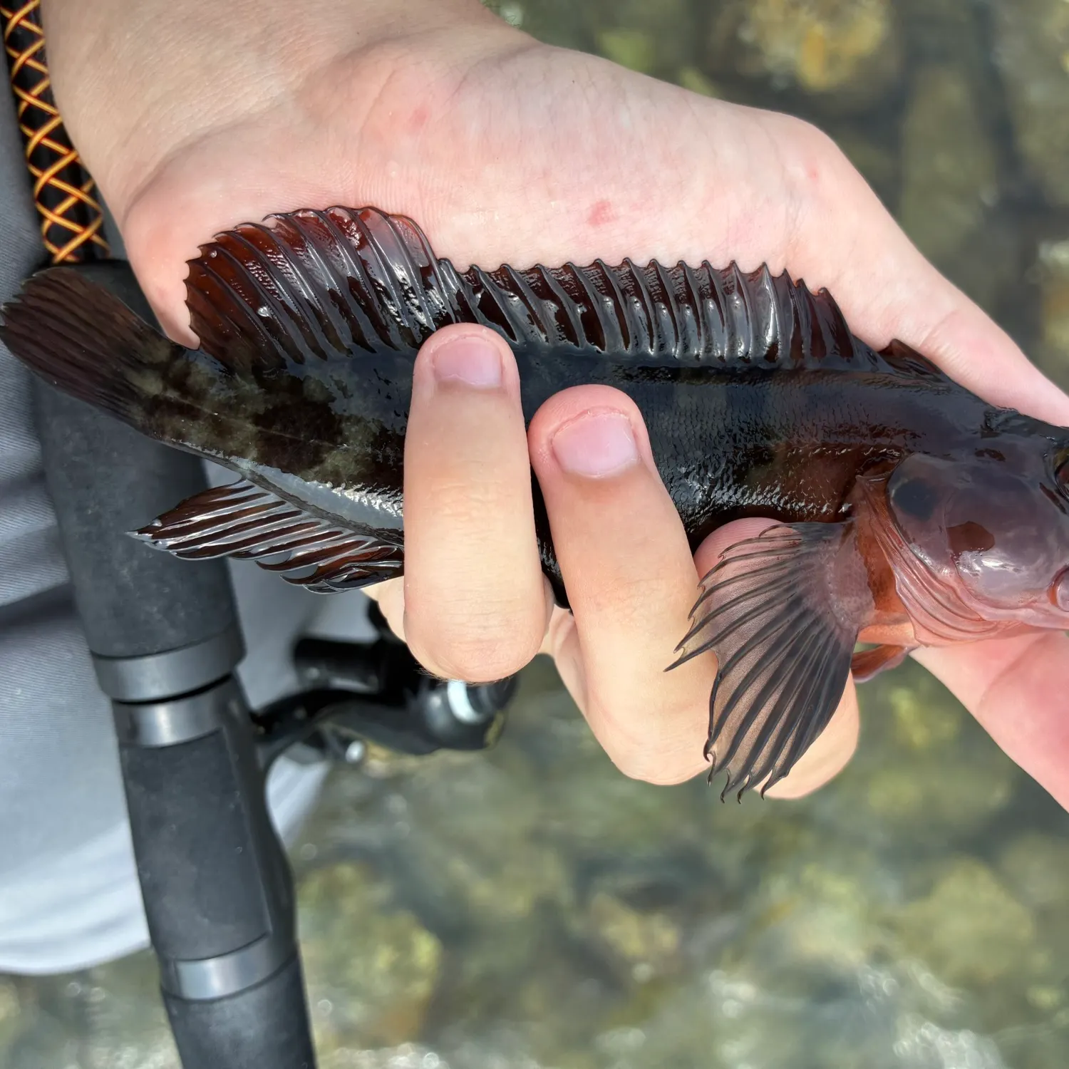 The most recent Hairy blenny catches on Fishbrain