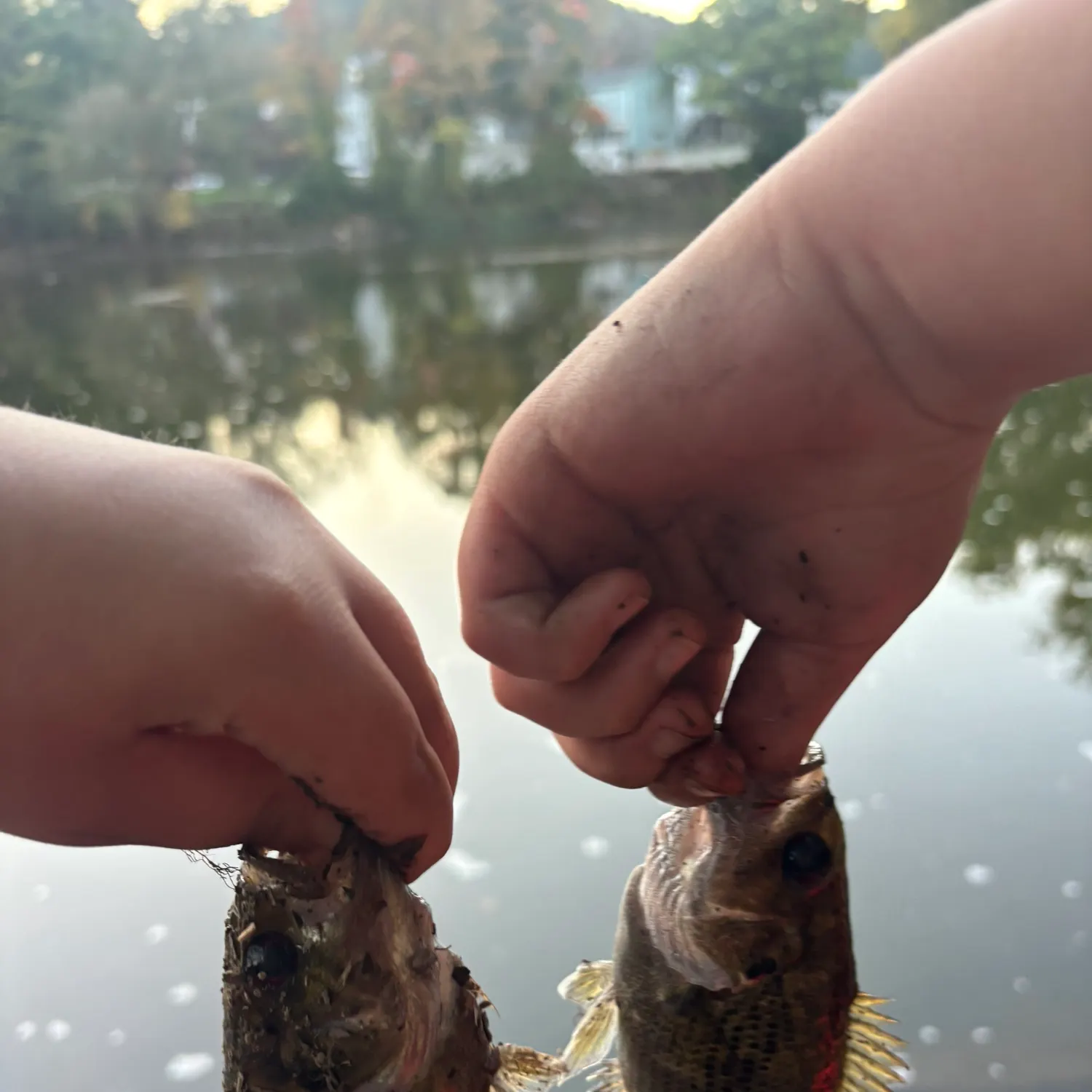 Rock bass caught on Fishbrain