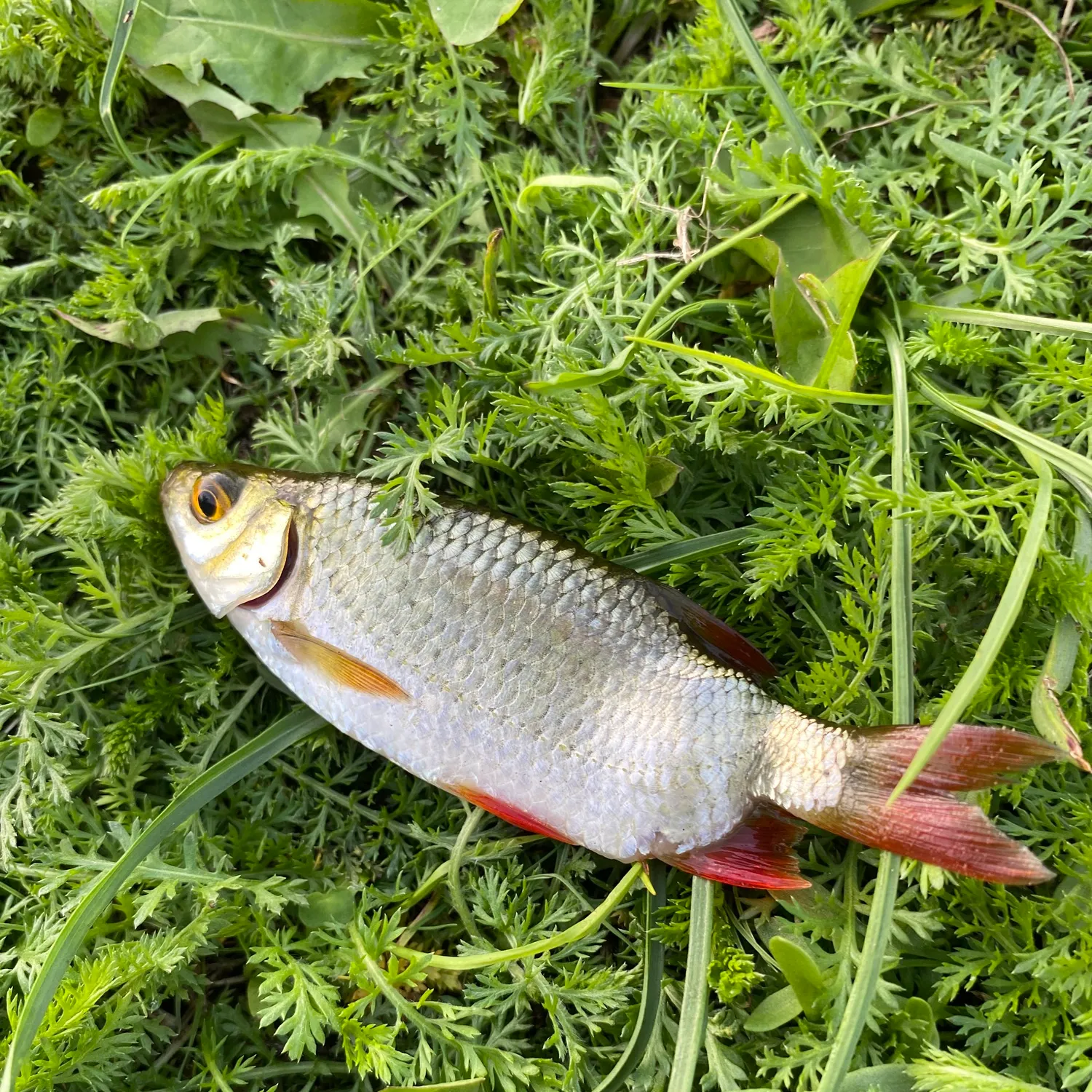 Common rudd caught on Fishbrain