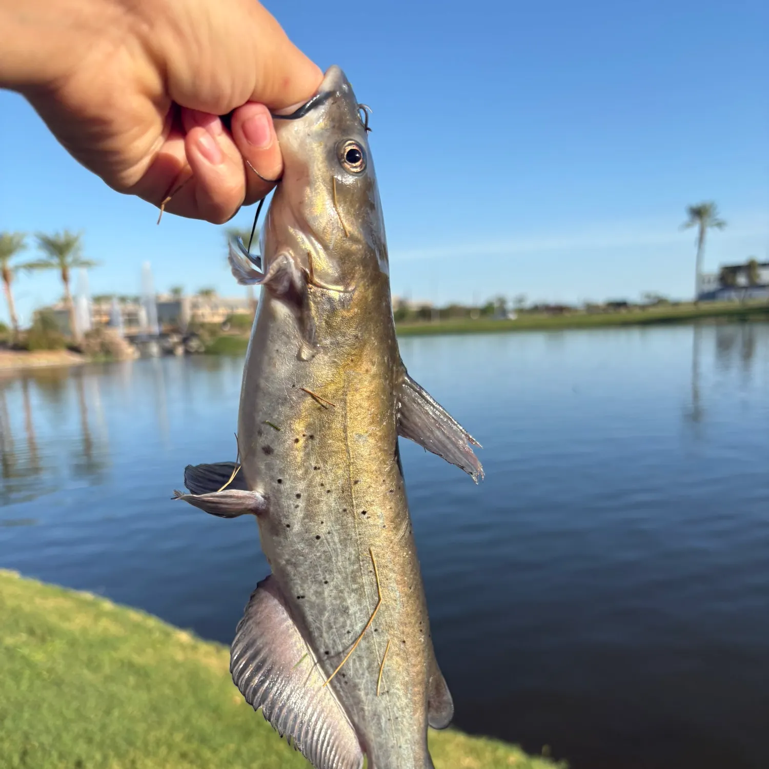 Channel catfish caught on Fishbrain