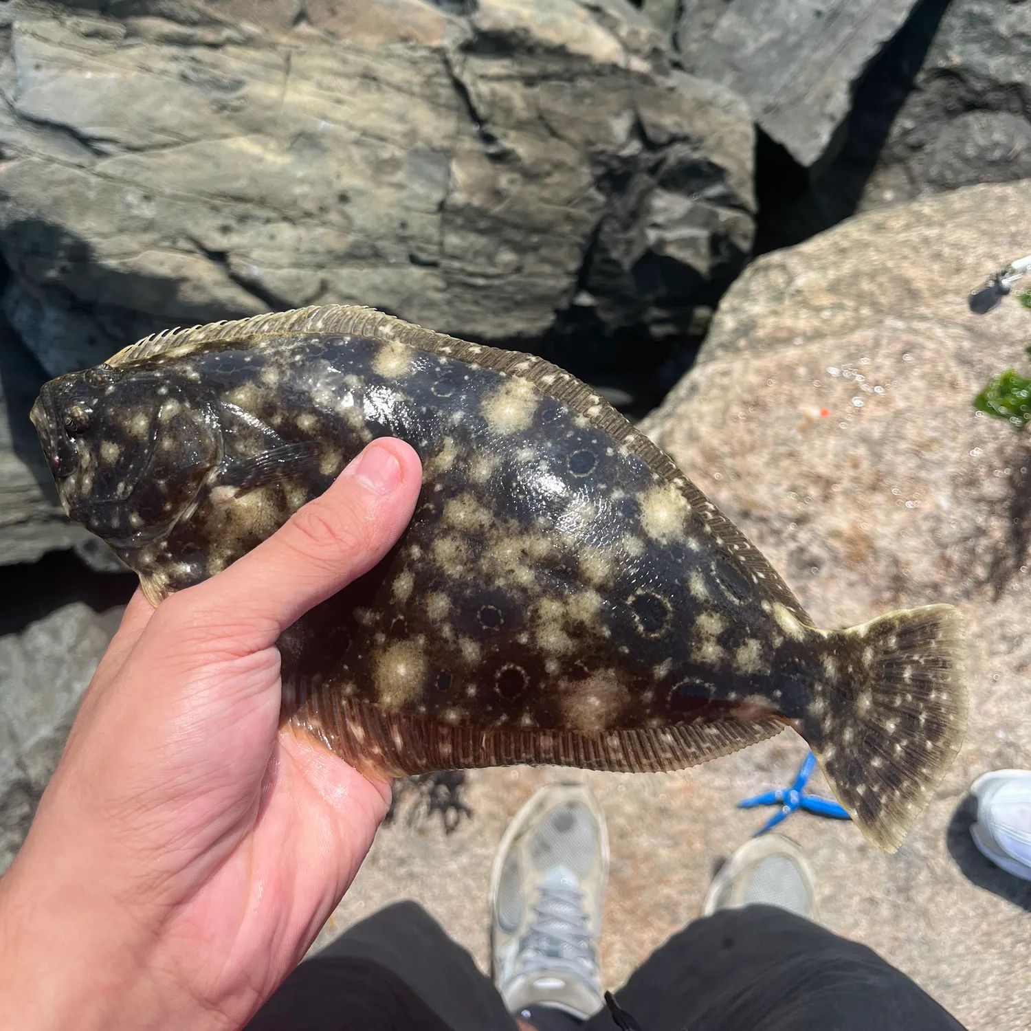 Summer flounder caught on Fishbrain