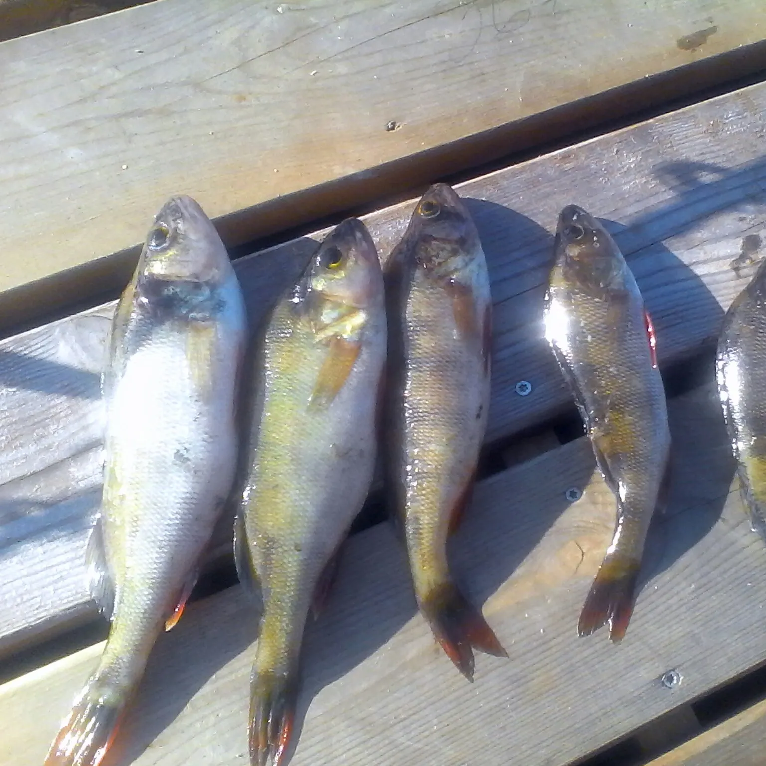 recently logged catches