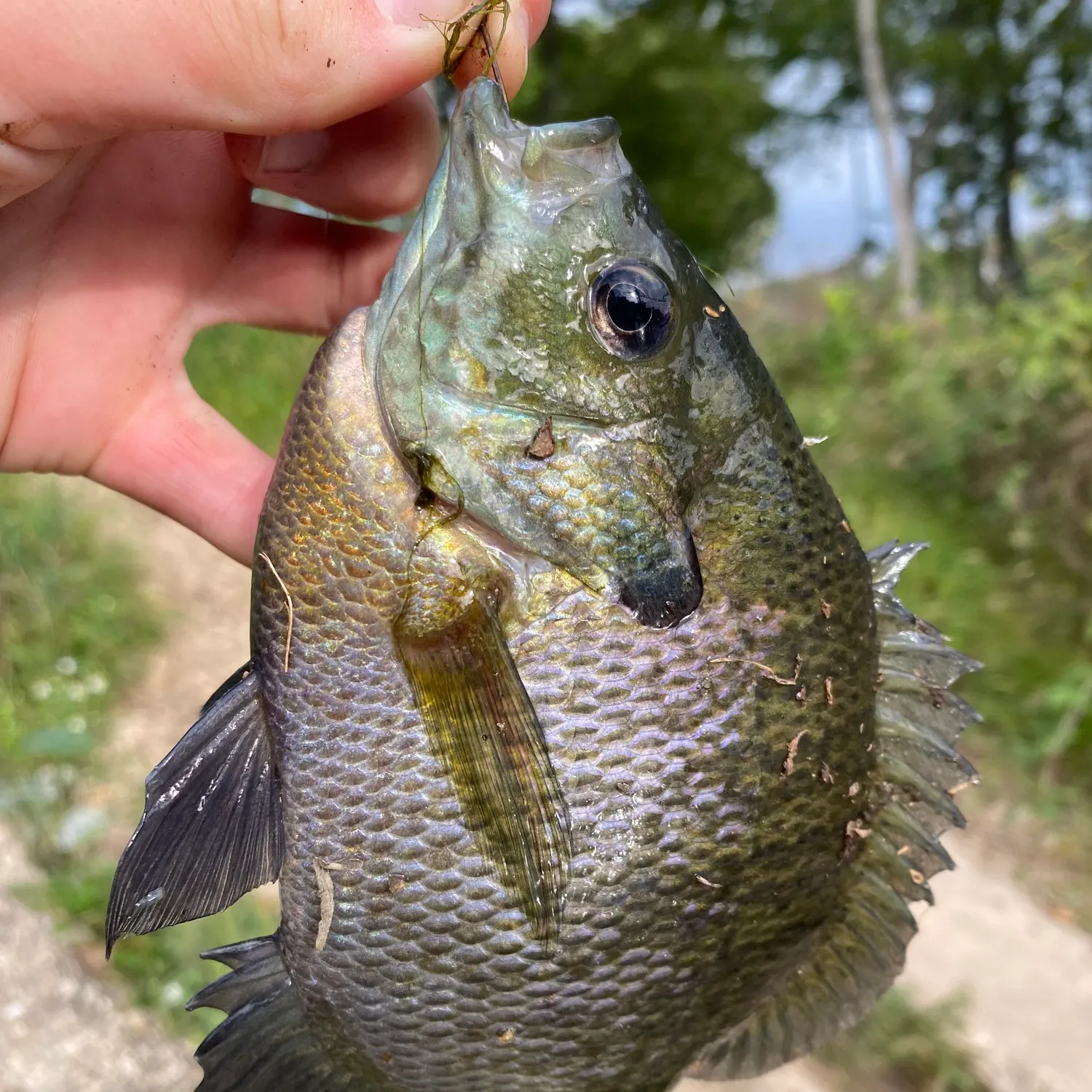 Bluegill caught on Fishbrain