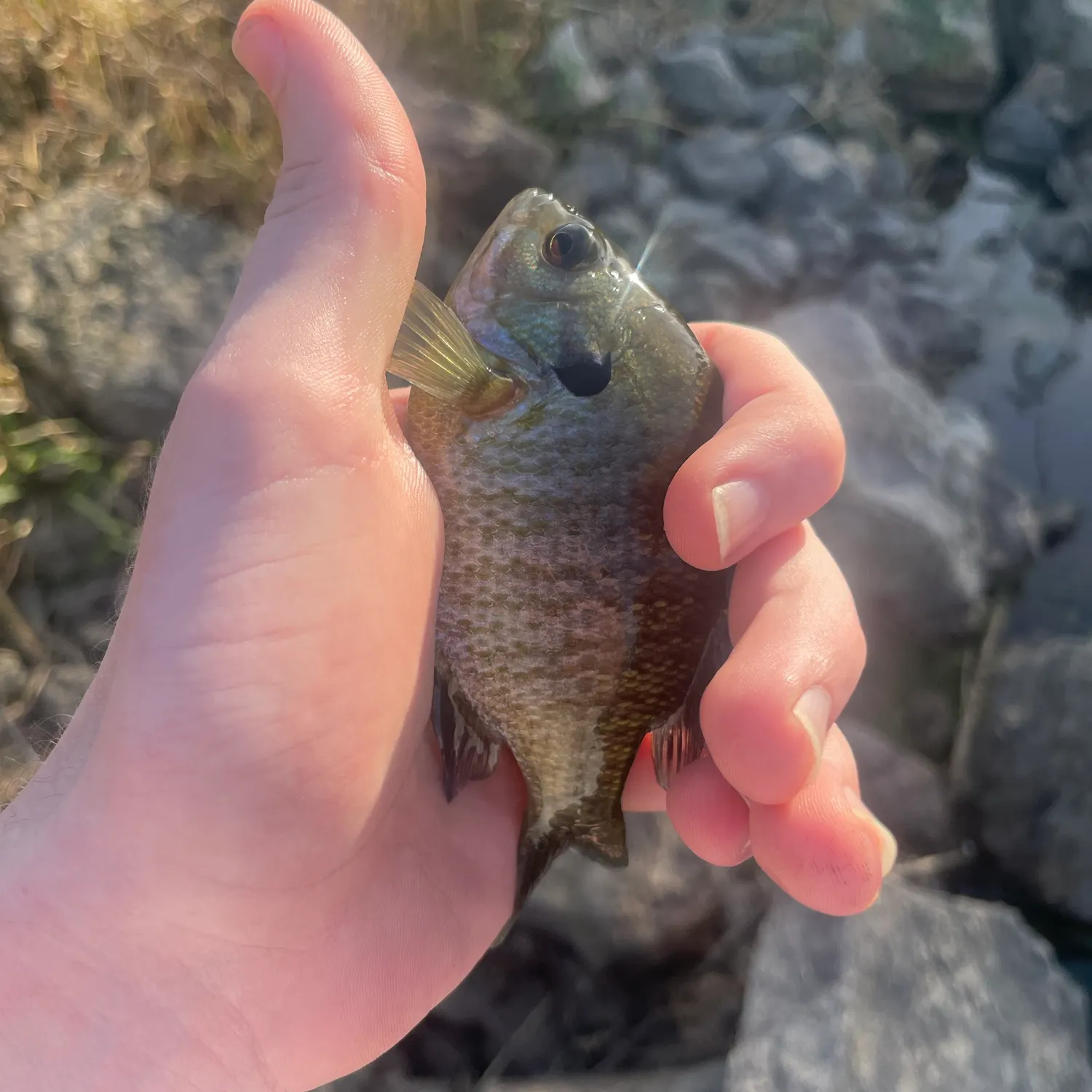 Bluegill caught on Fishbrain