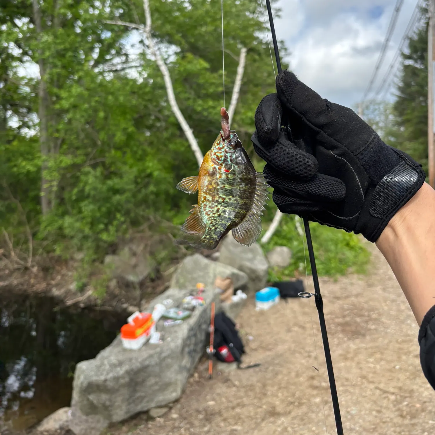 recently logged catches