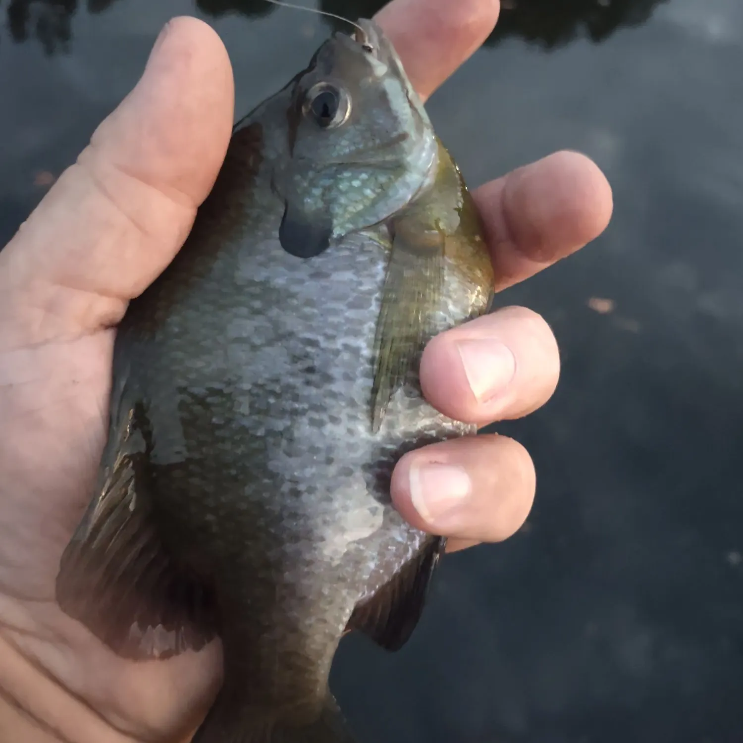 Bluegill caught on Fishbrain