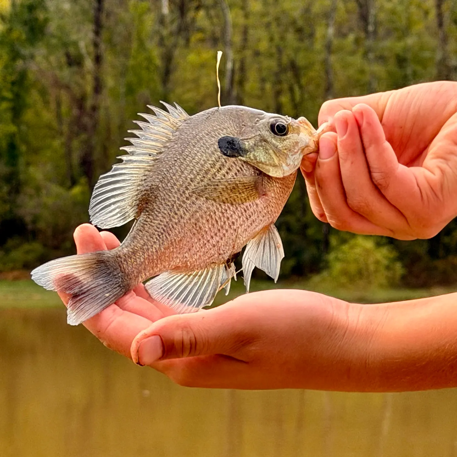 Bluegill caught on Fishbrain