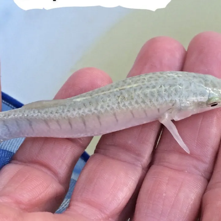 The most recent Goldspotted killifish catches on Fishbrain