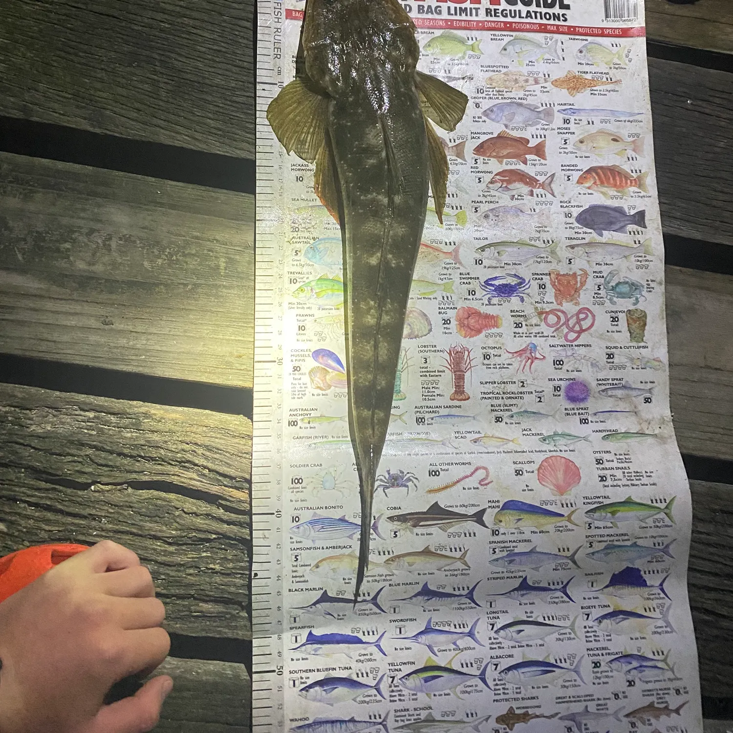 Dusky flathead caught on Fishbrain