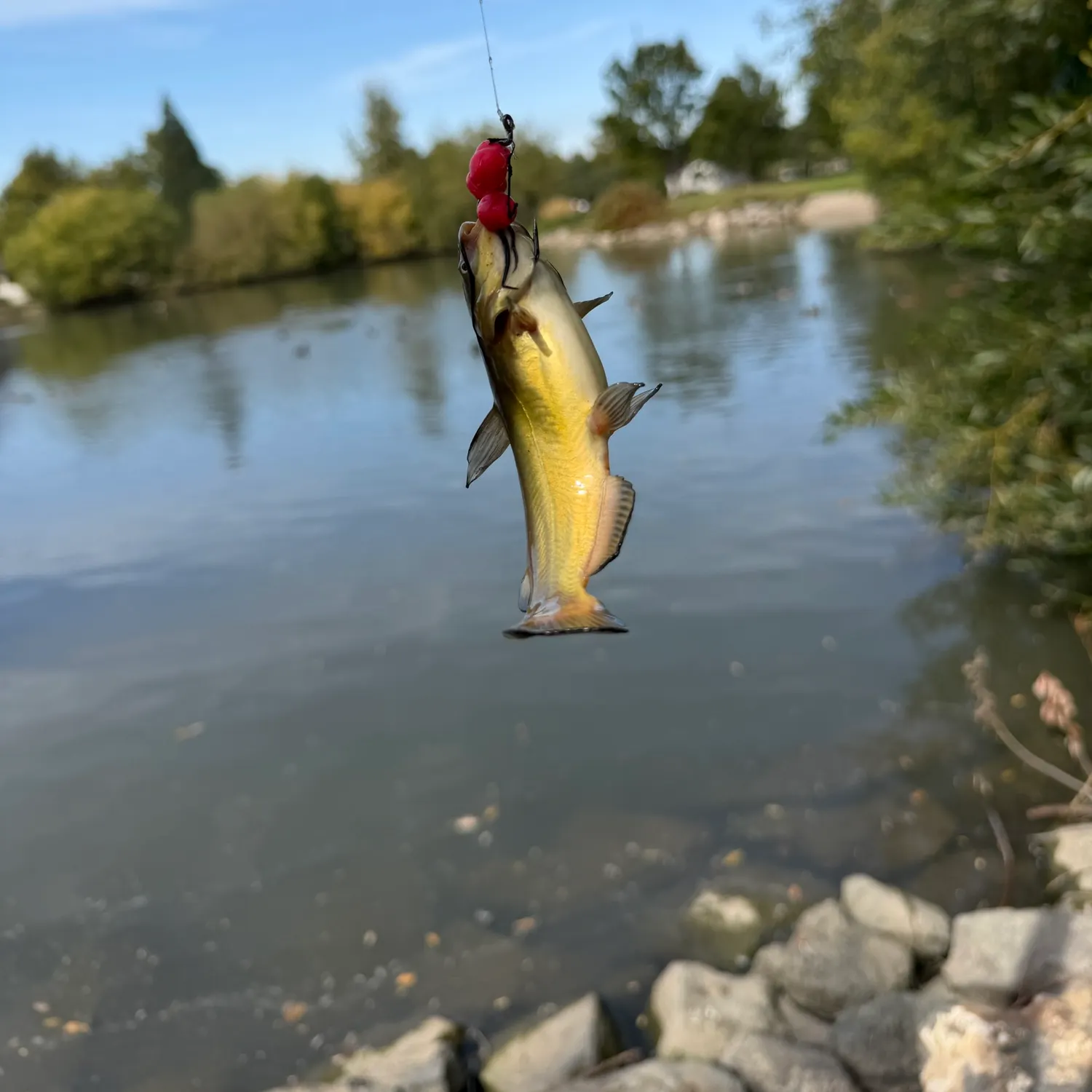 Yellow bullhead caught on Fishbrain