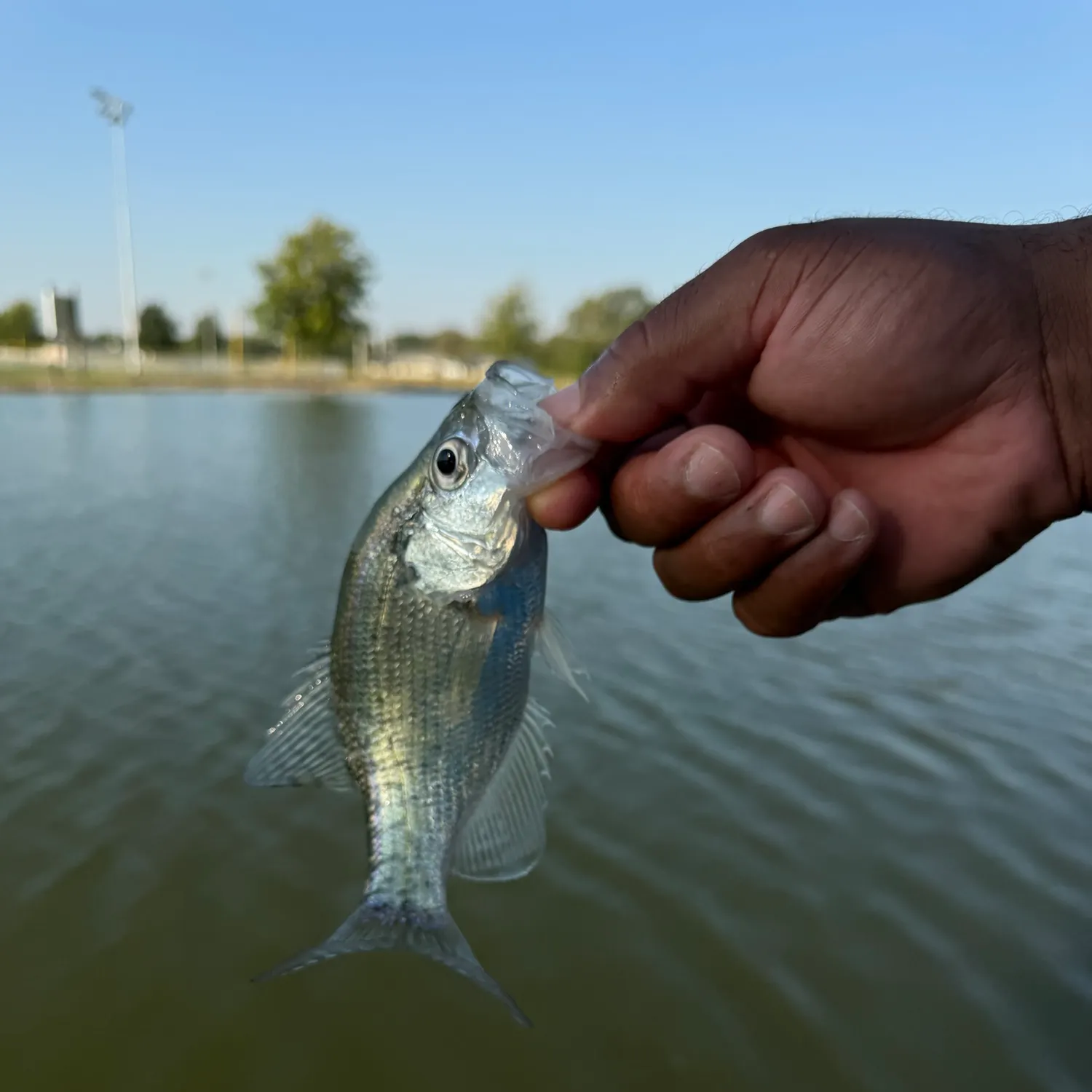 White crappie caught on Fishbrain