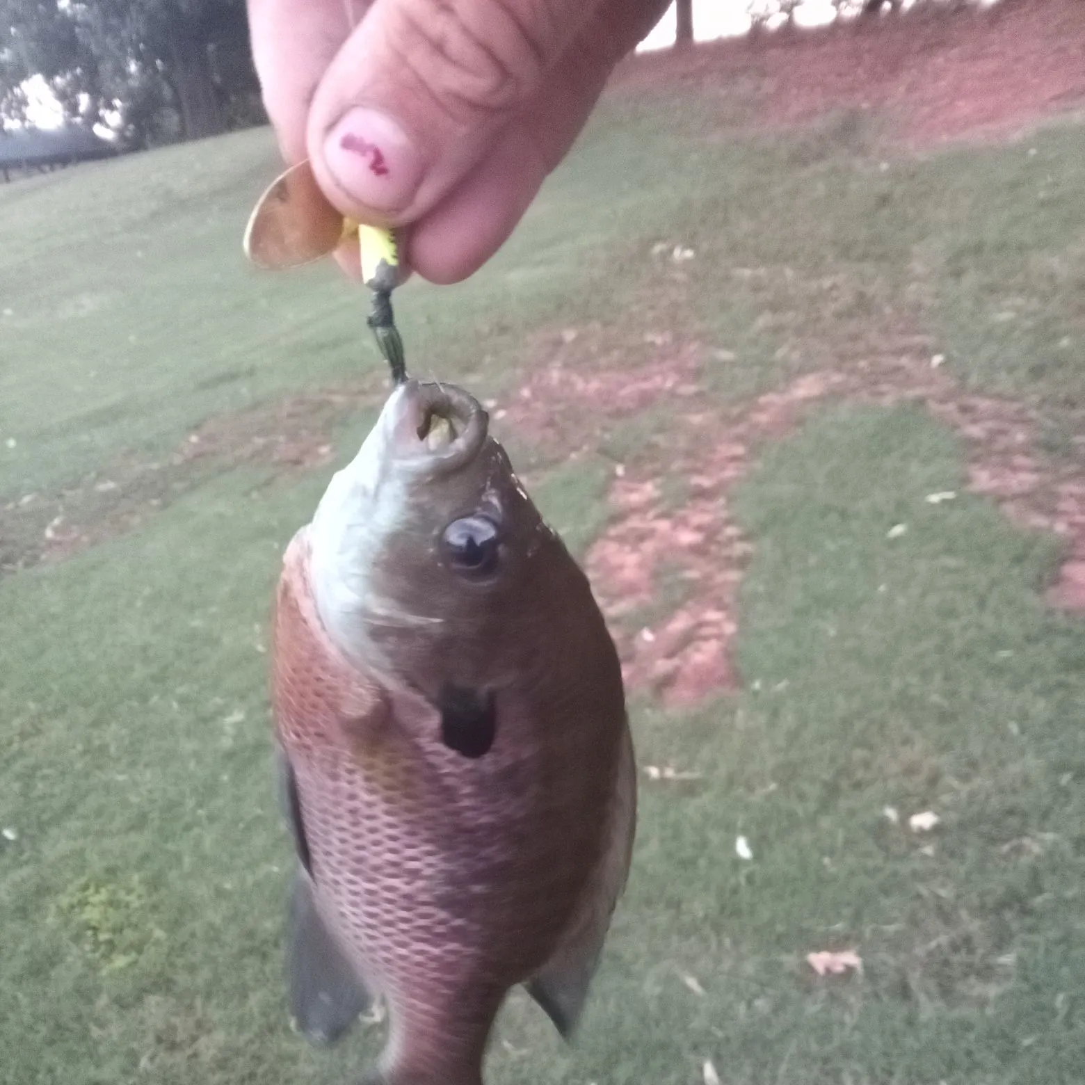 Bluegill caught on Fishbrain
