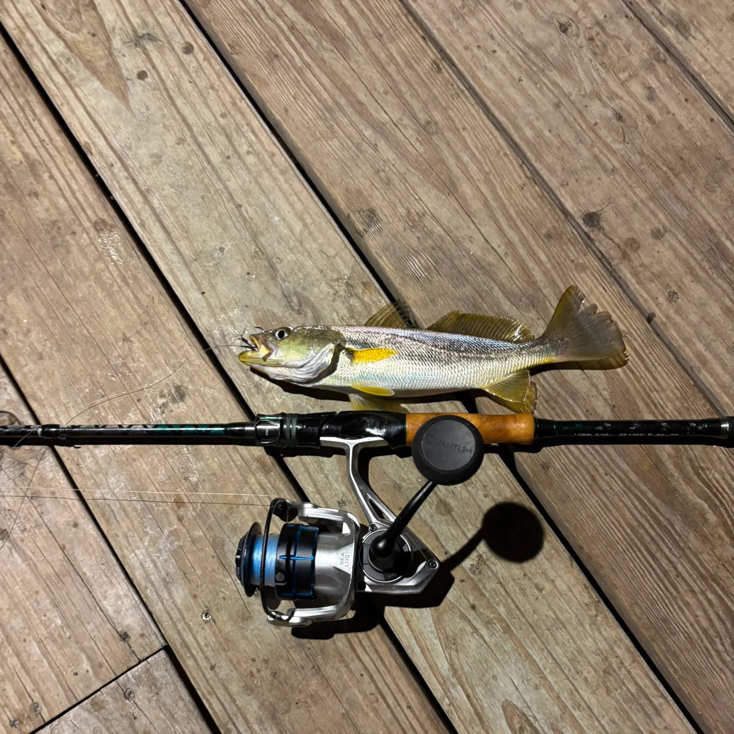 Sand seatrout caught on Fishbrain