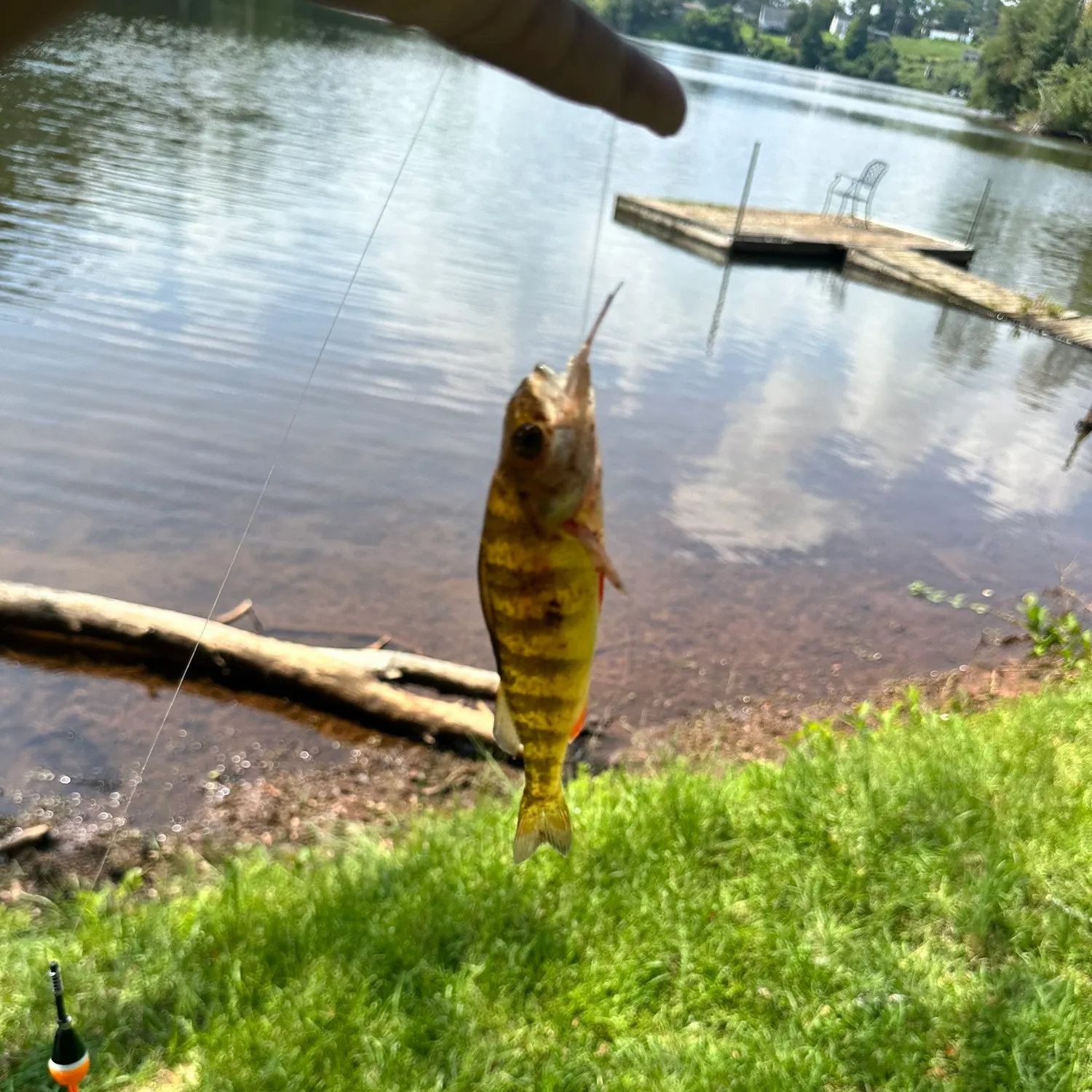 Yellow perch caught on Fishbrain