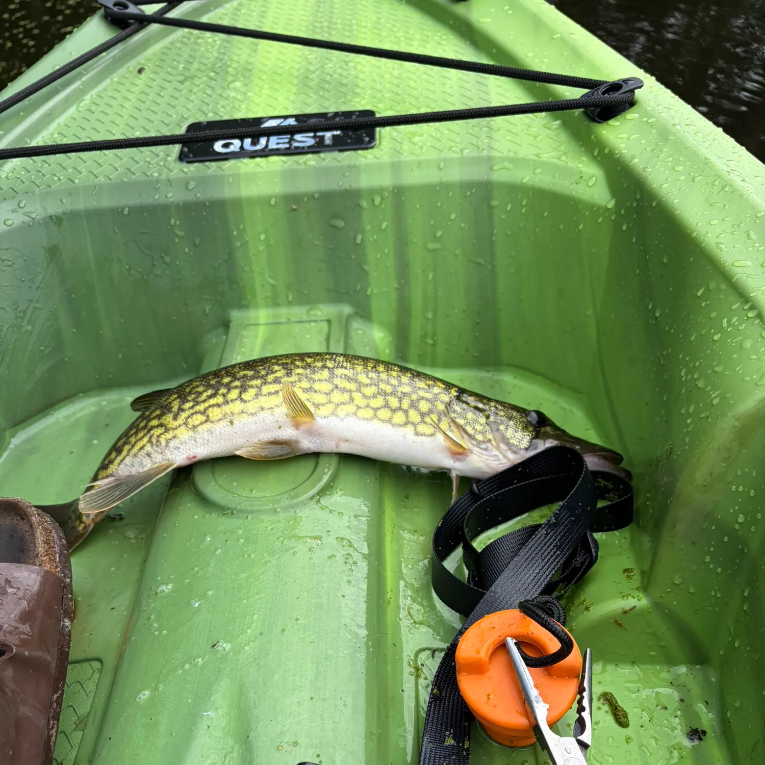 Chain pickerel caught on Fishbrain