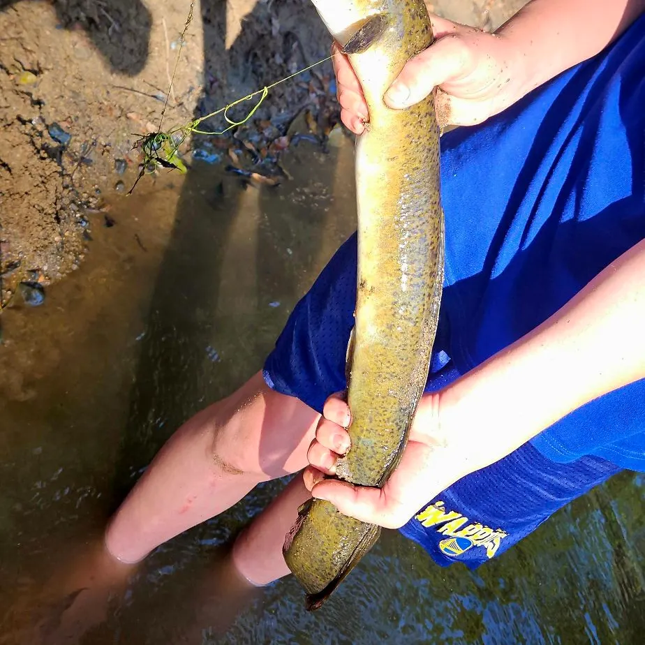 The most recent Speckled longfin eel catches on Fishbrain