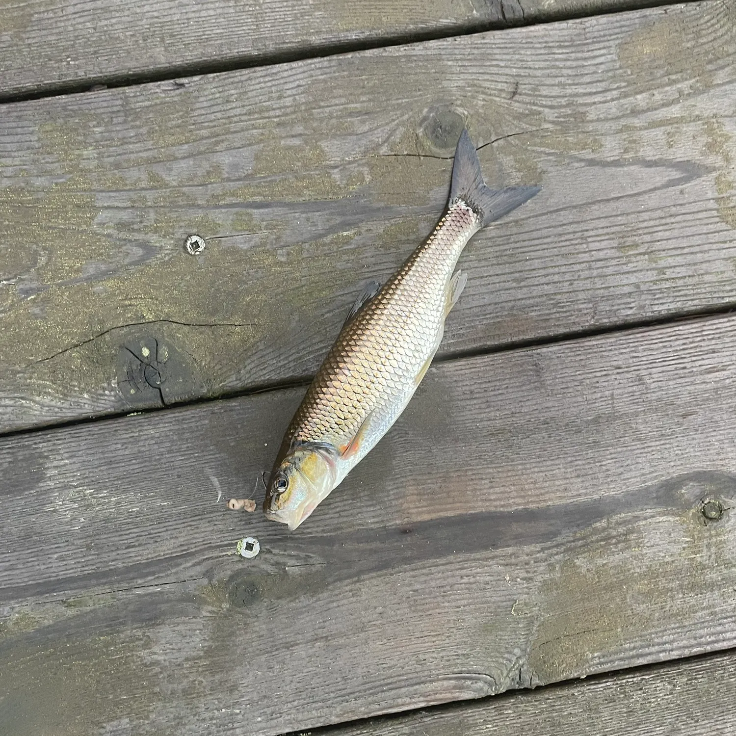 The most recent Fallfish catches on Fishbrain
