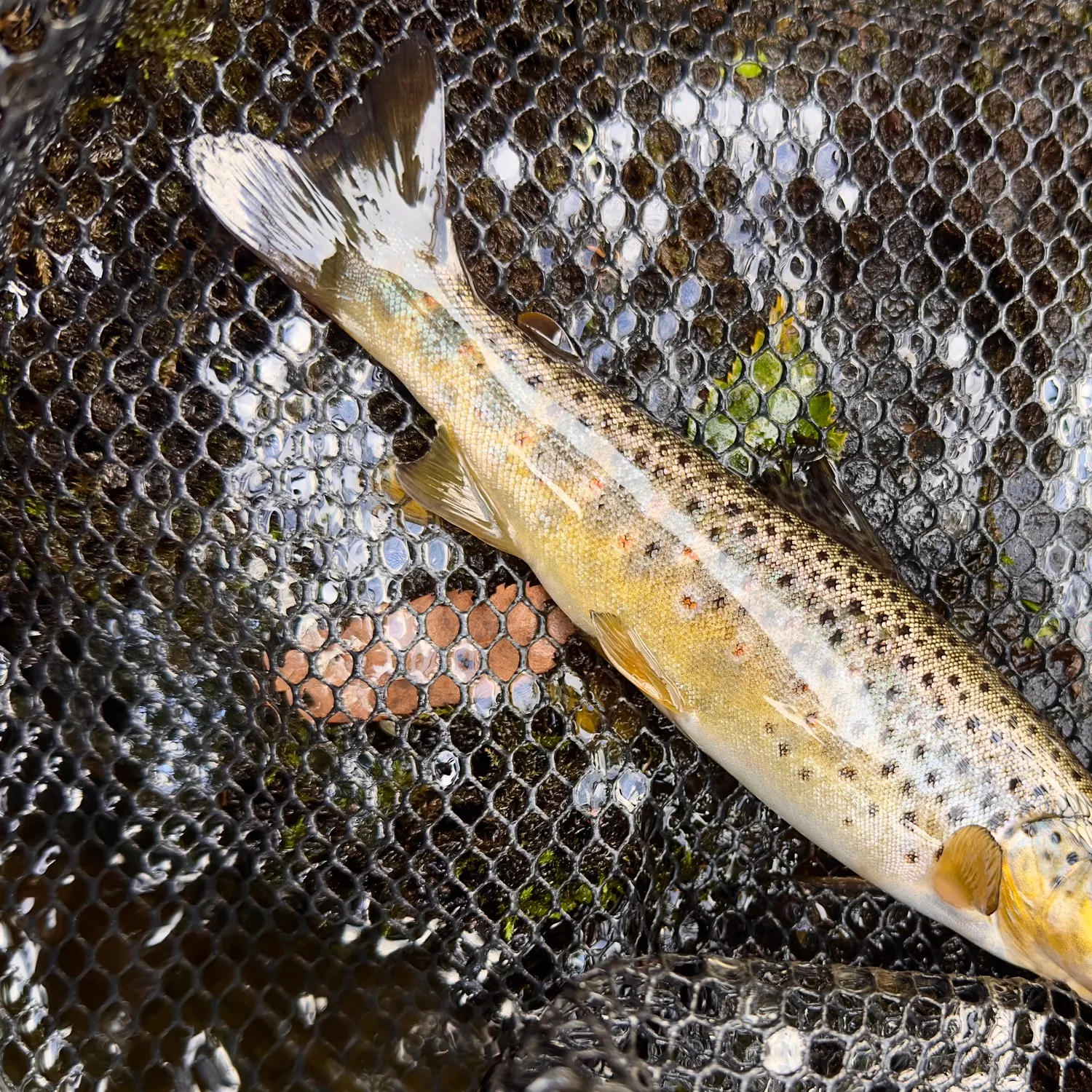 Brown trout caught on Fishbrain