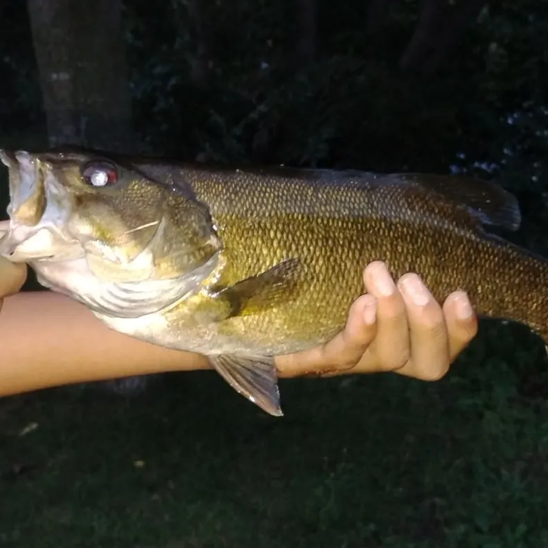 Smallmouth bass caught on Fishbrain