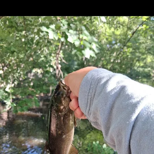 Smallmouth bass caught on Fishbrain