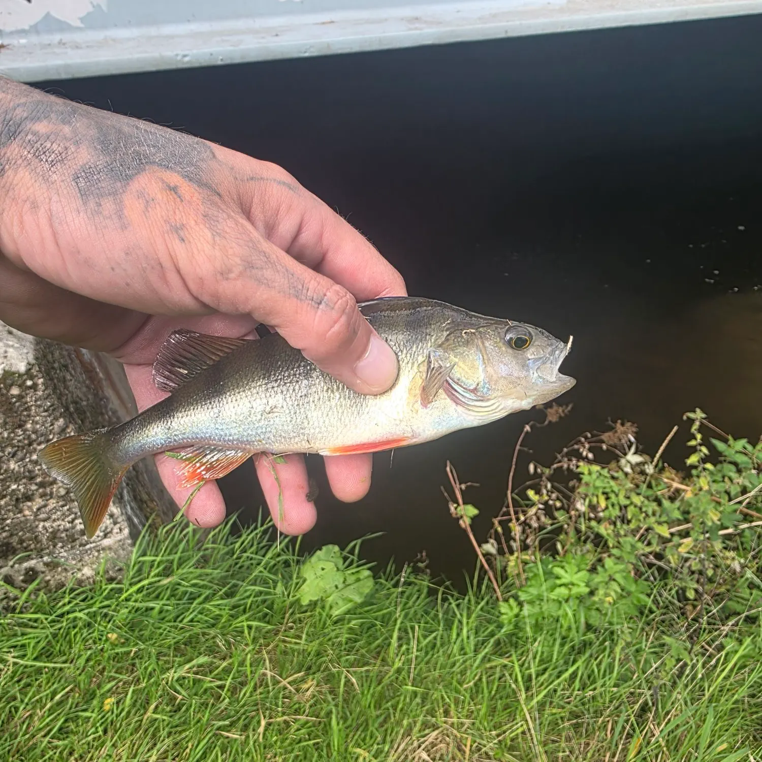 European perch caught on Fishbrain