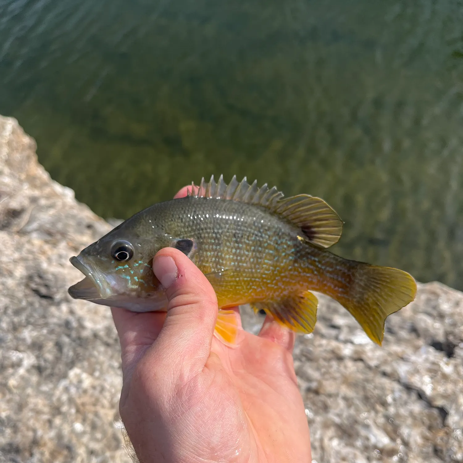 Green sunfish caught on Fishbrain