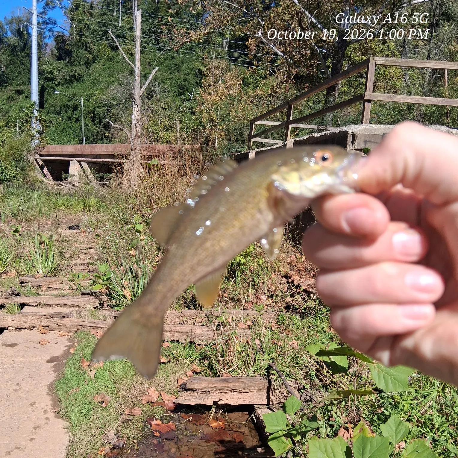 Smallmouth bass caught on Fishbrain