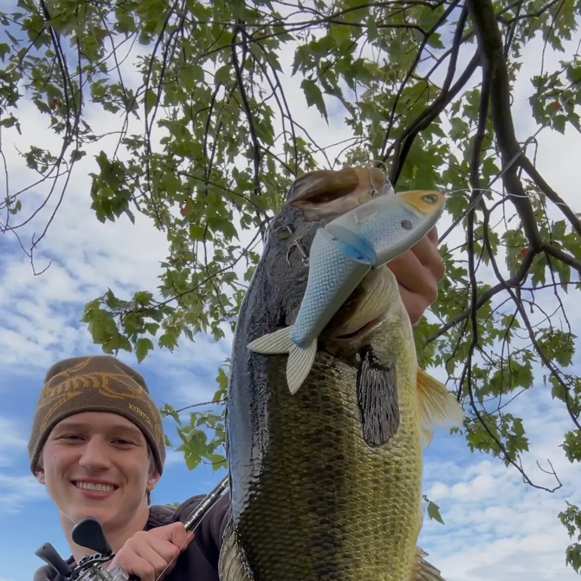Largemouth bass caught on Fishbrain