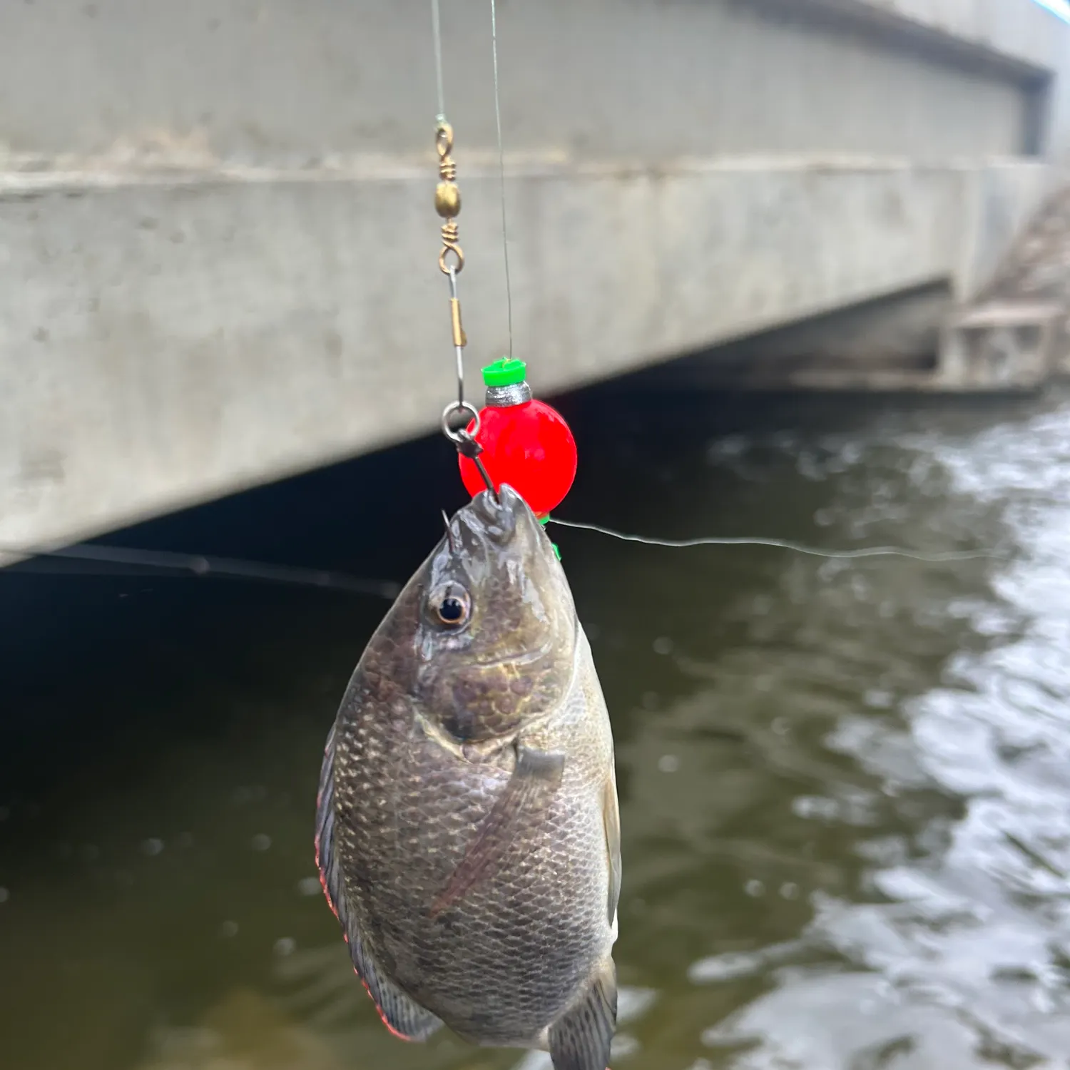 Blue tilapia caught on Fishbrain