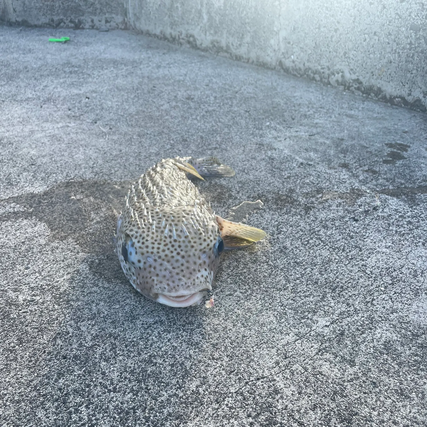 The most recent Black-blotched porcupinefish catches on Fishbrain