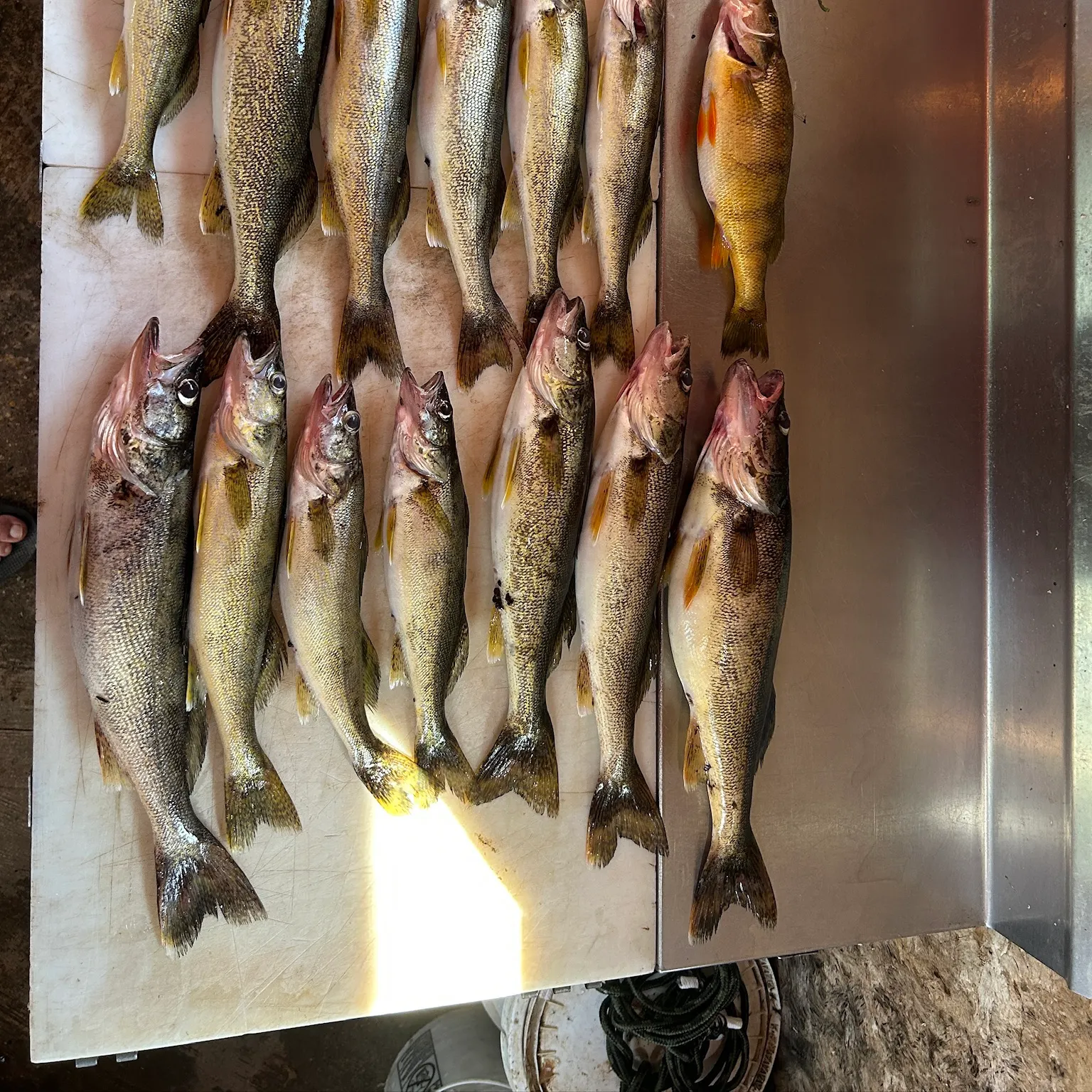 recently logged catches