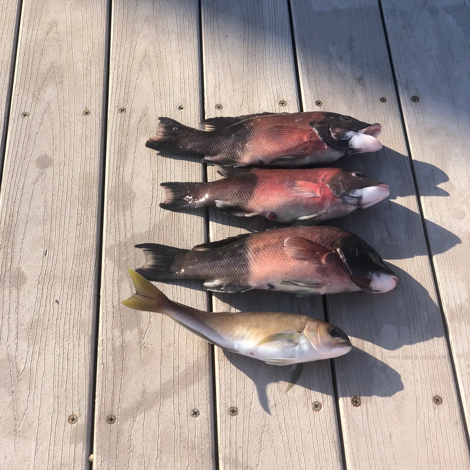 The most recent California sheephead catches on Fishbrain