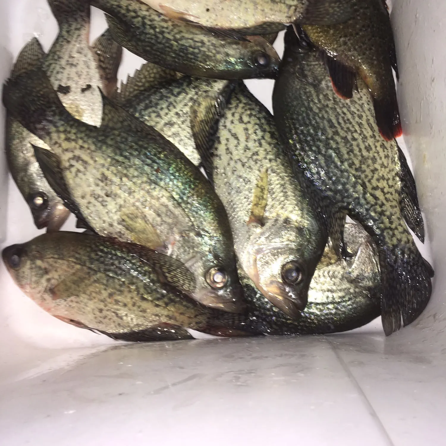 recently logged catches