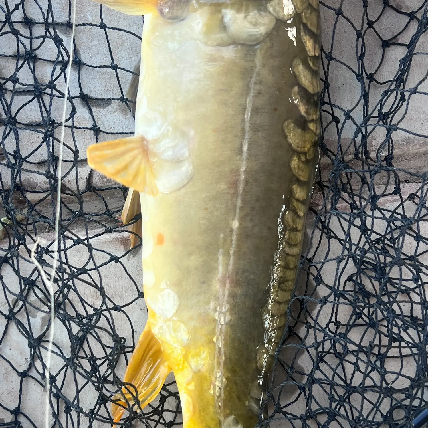 The most recent Leather carp catches on Fishbrain