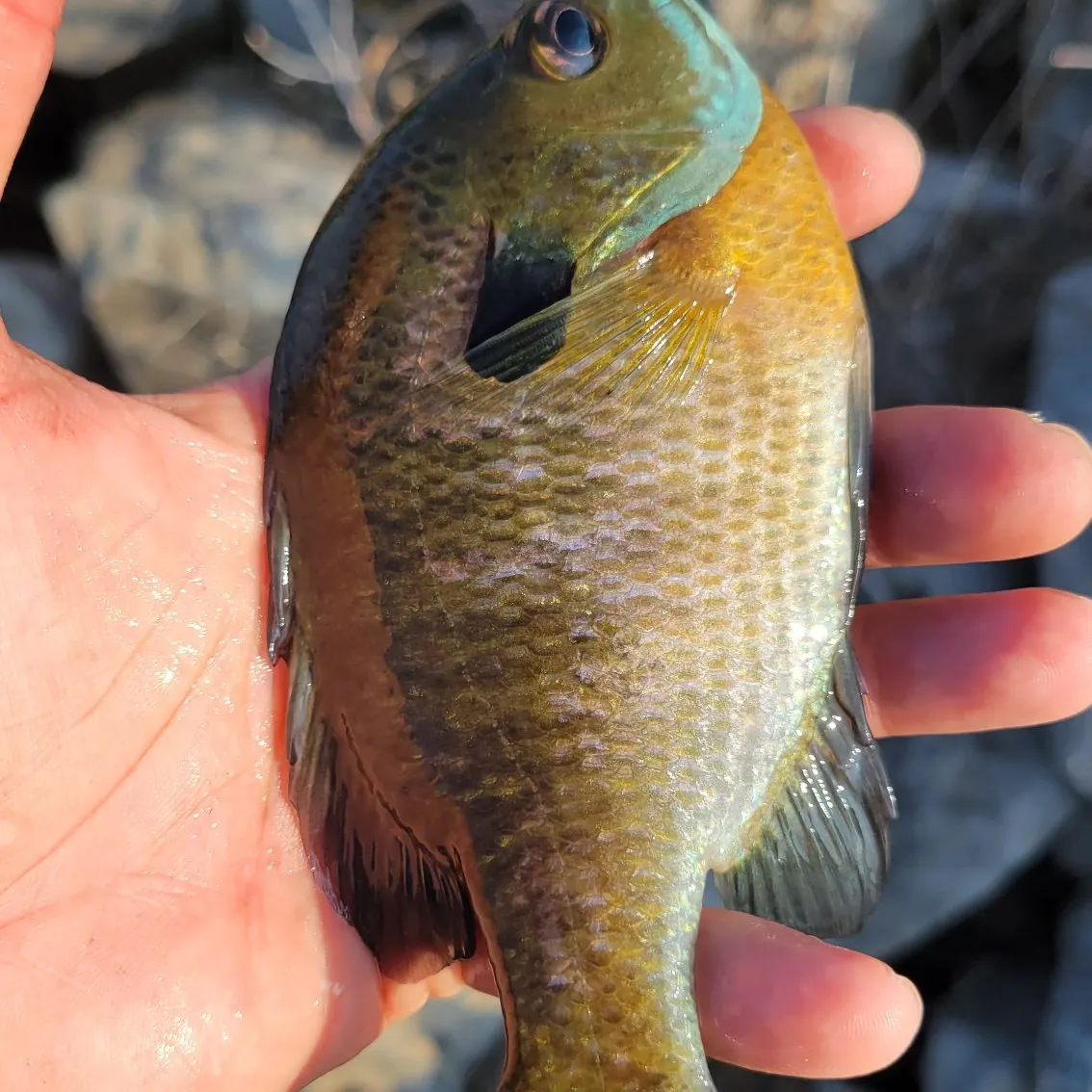 Bluegill caught on Fishbrain