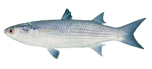 Bluespot mullet