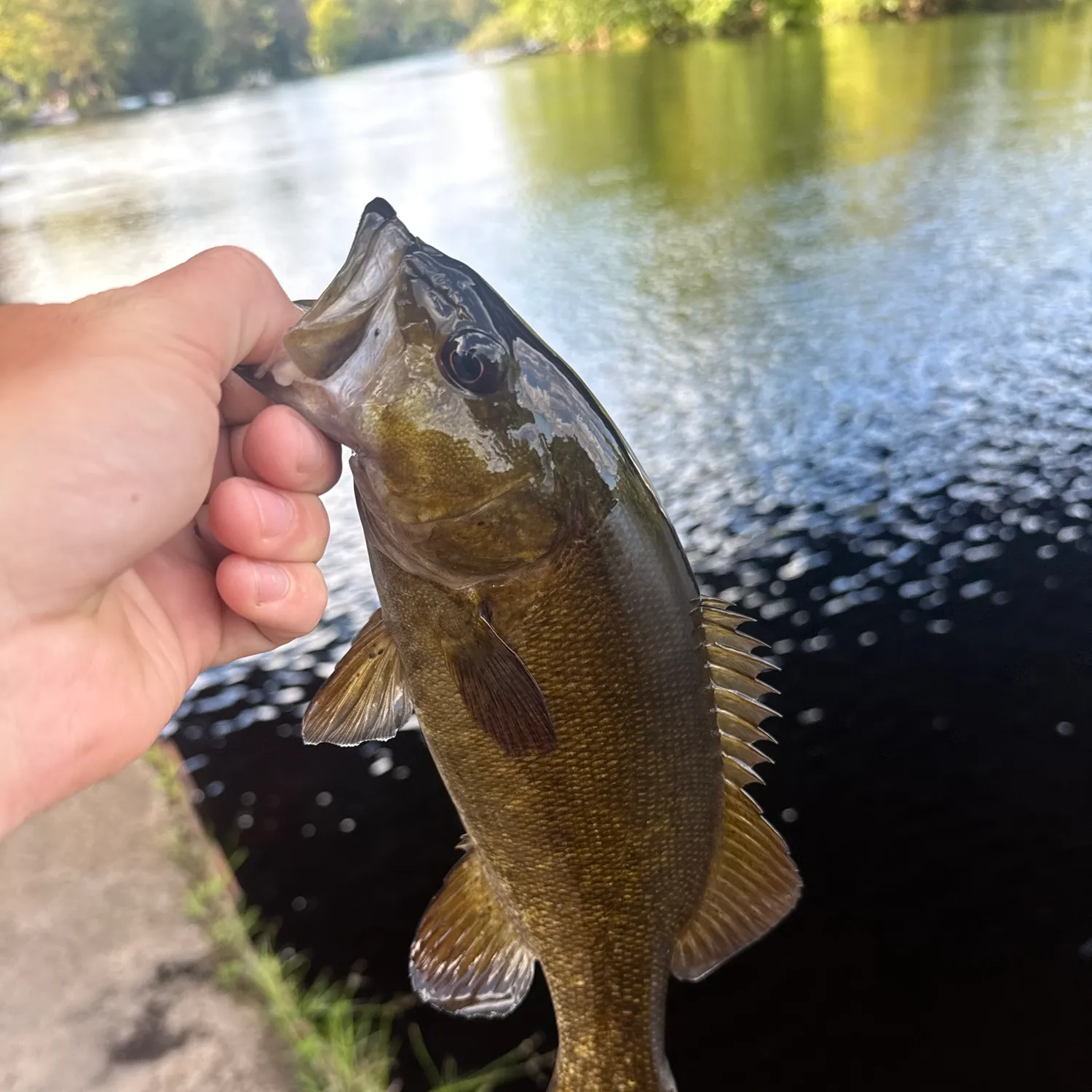 Smallmouth bass caught on Fishbrain