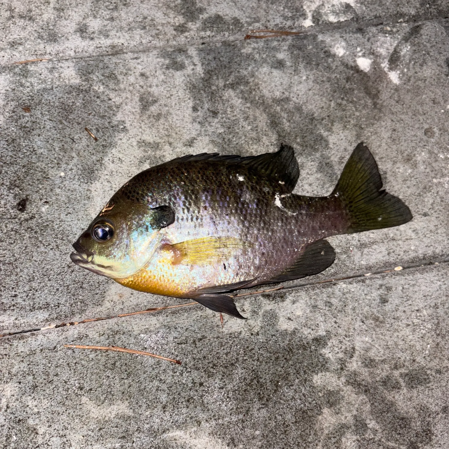 recently logged catches