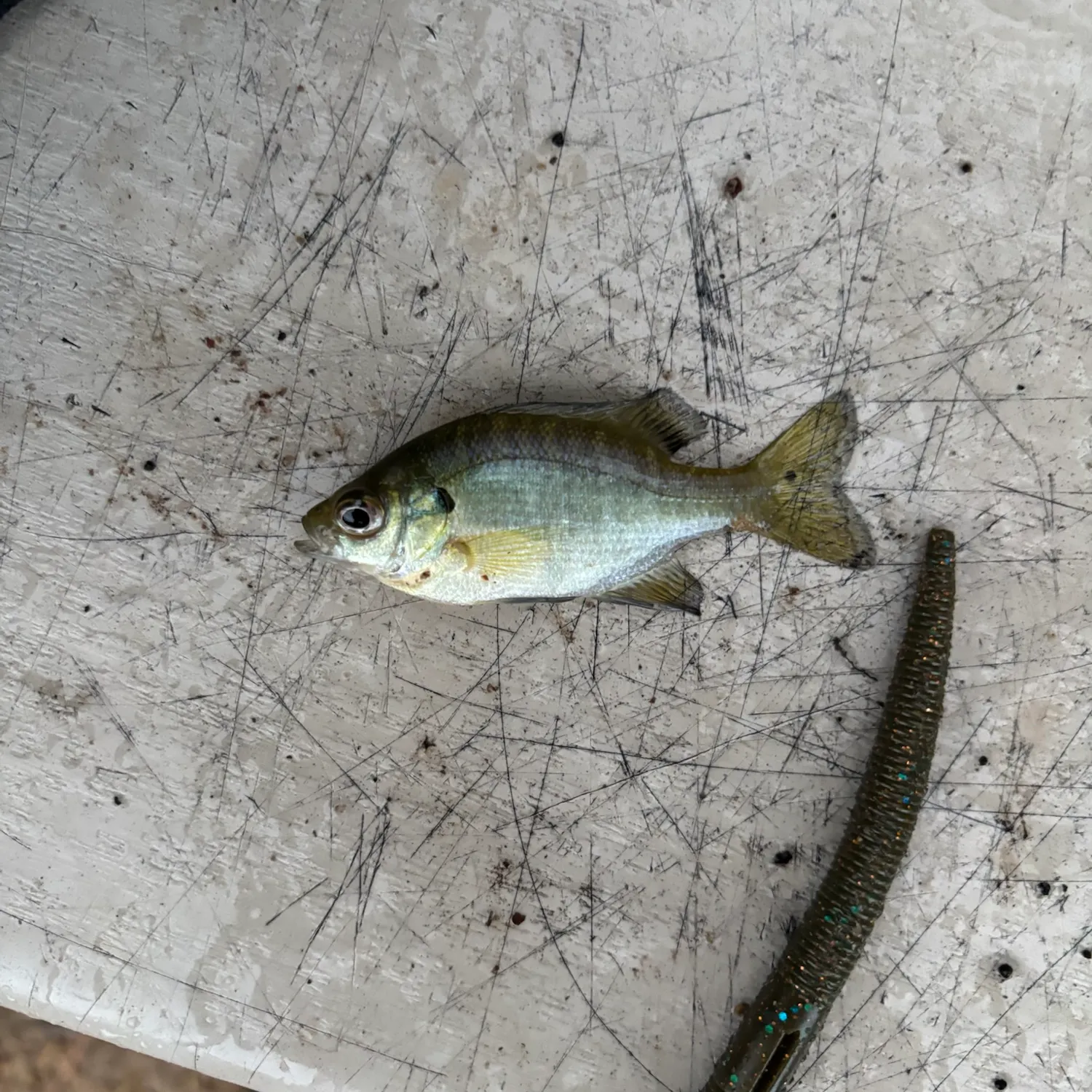 Bluegill caught on Fishbrain