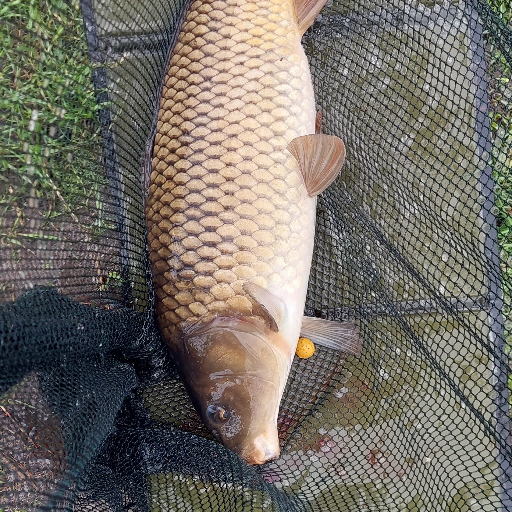 Fish caught on Fishbrain