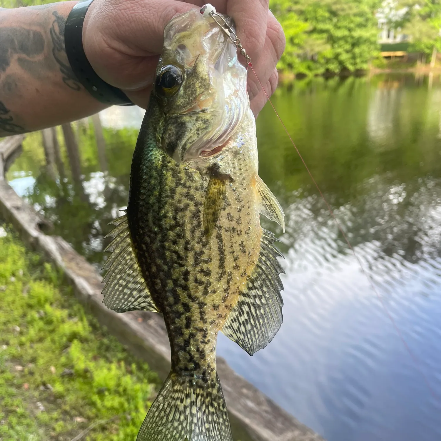 recently logged catches